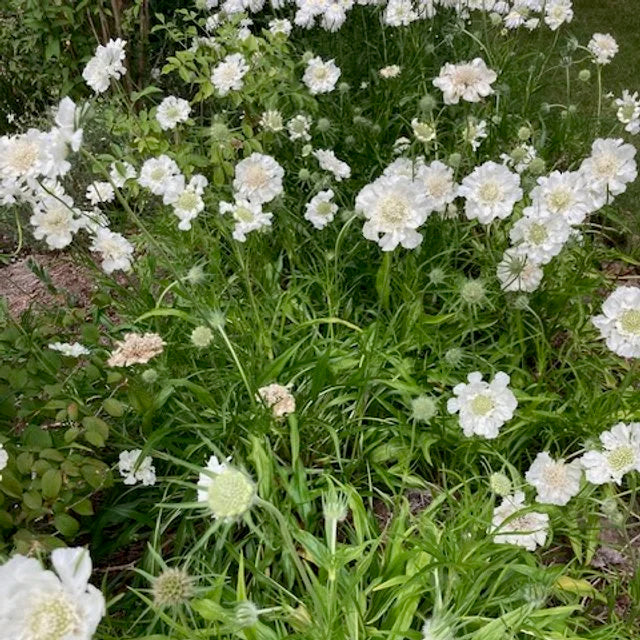Scabiosa Fama White
