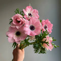 3 bulbos anemonas Mistral Rosa Chiaro