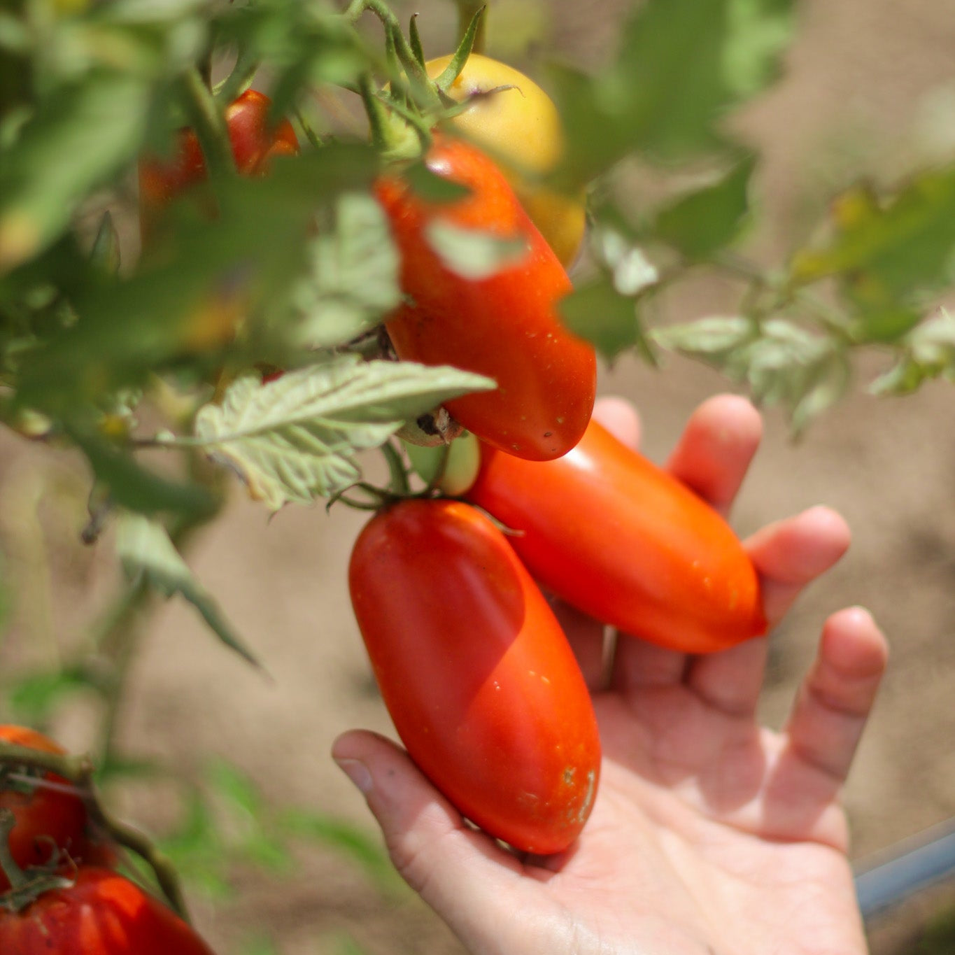 Tomate Pomarola