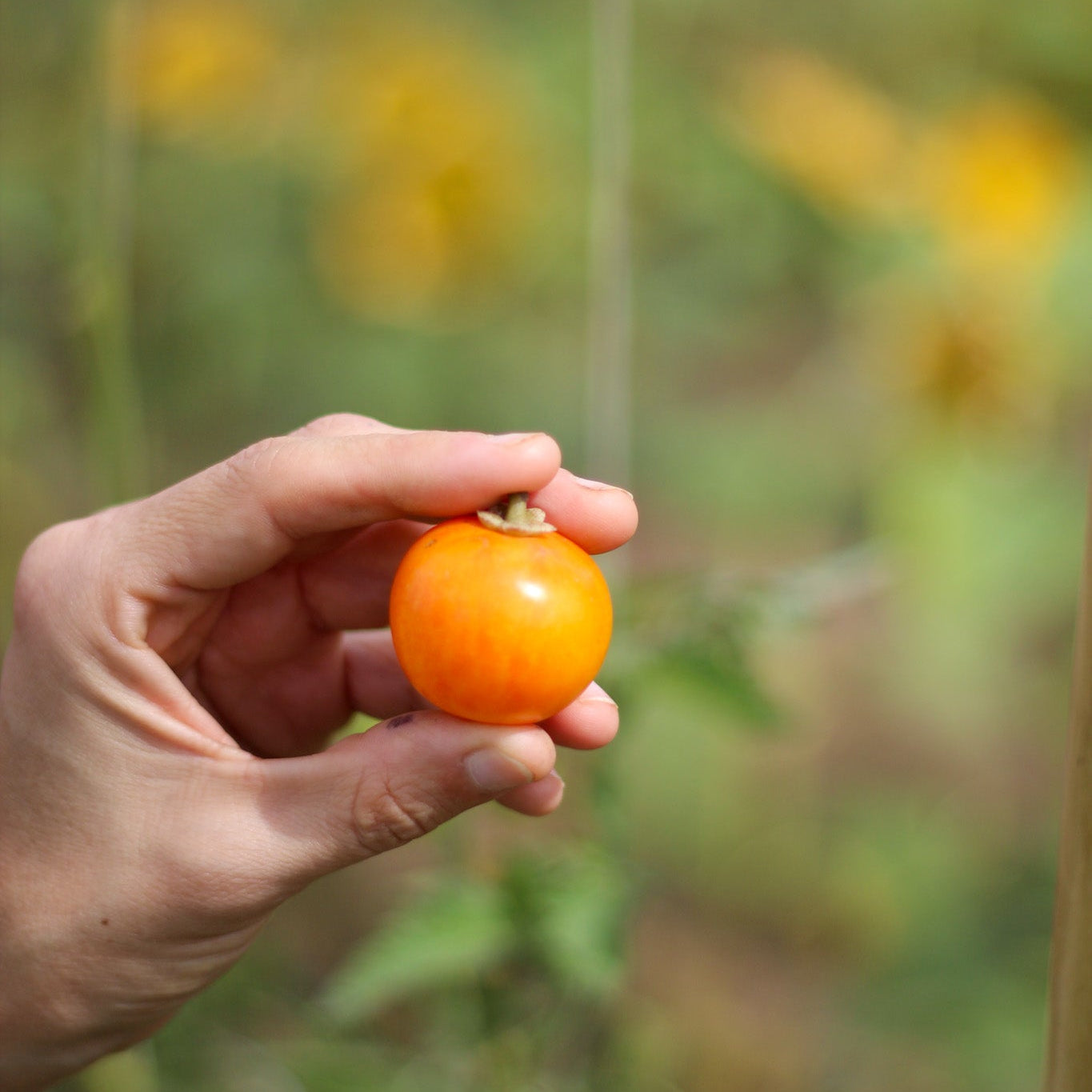 Tomate Tropical Sunset