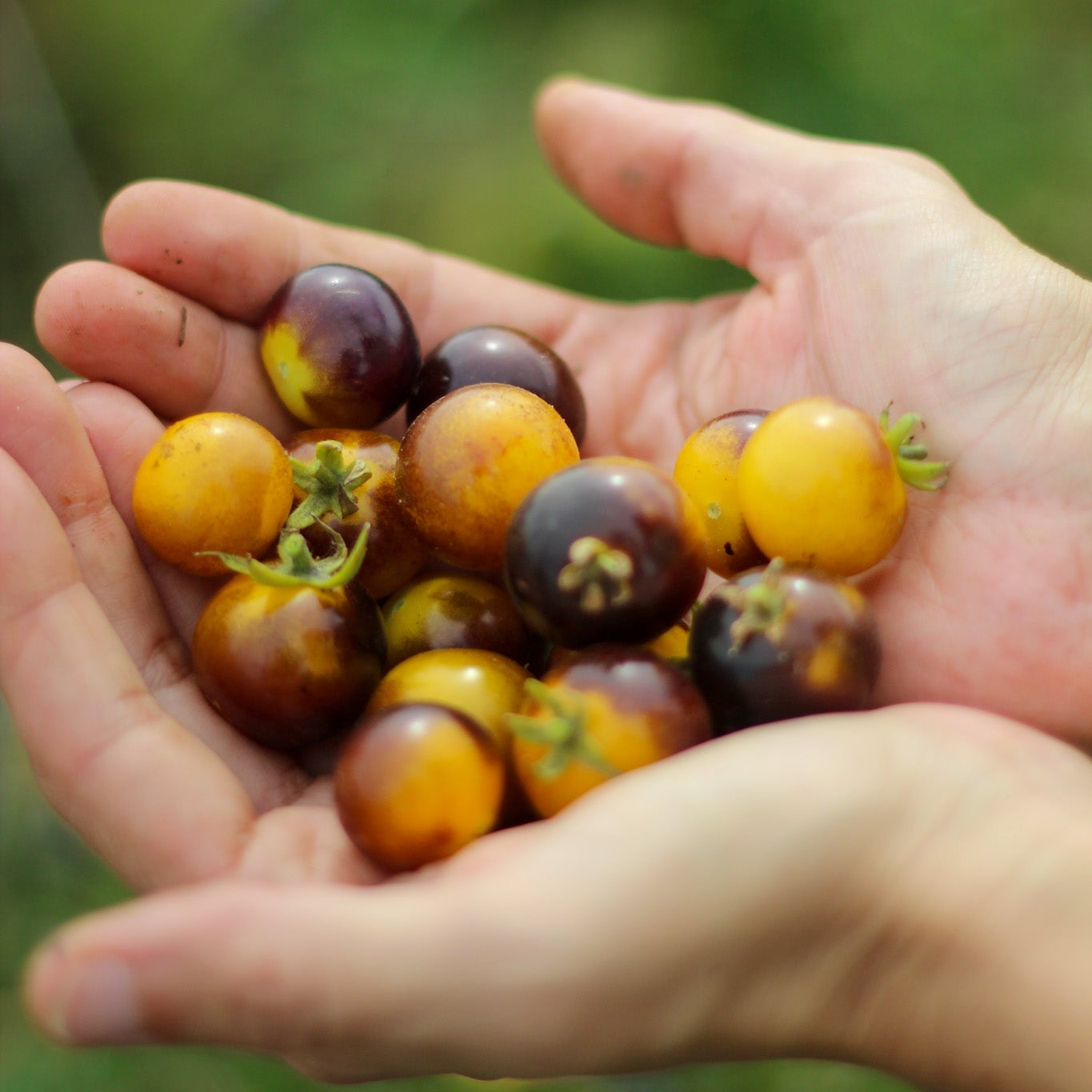 Tomate Indigo Gold Berries