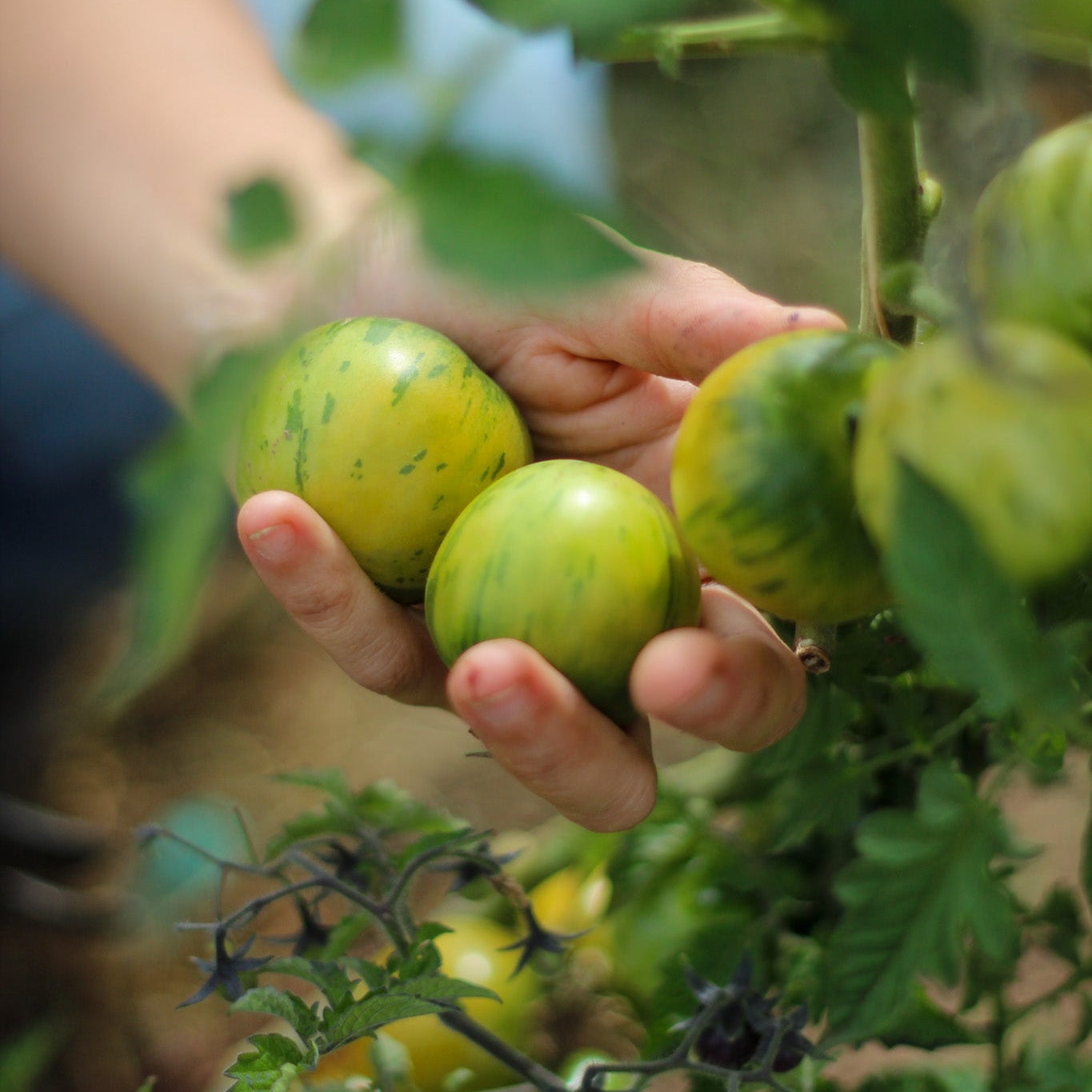Tomate Green Vernissage