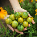 Tomate Green Vernissage