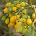 Tomate Barry's Crazy