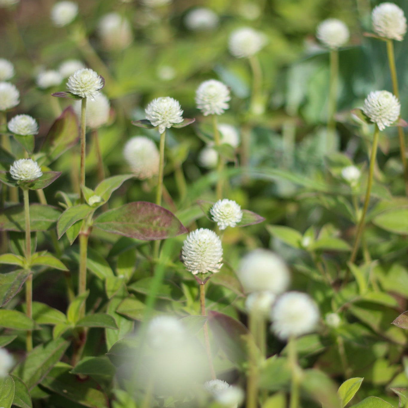 Gomphrena Audray White