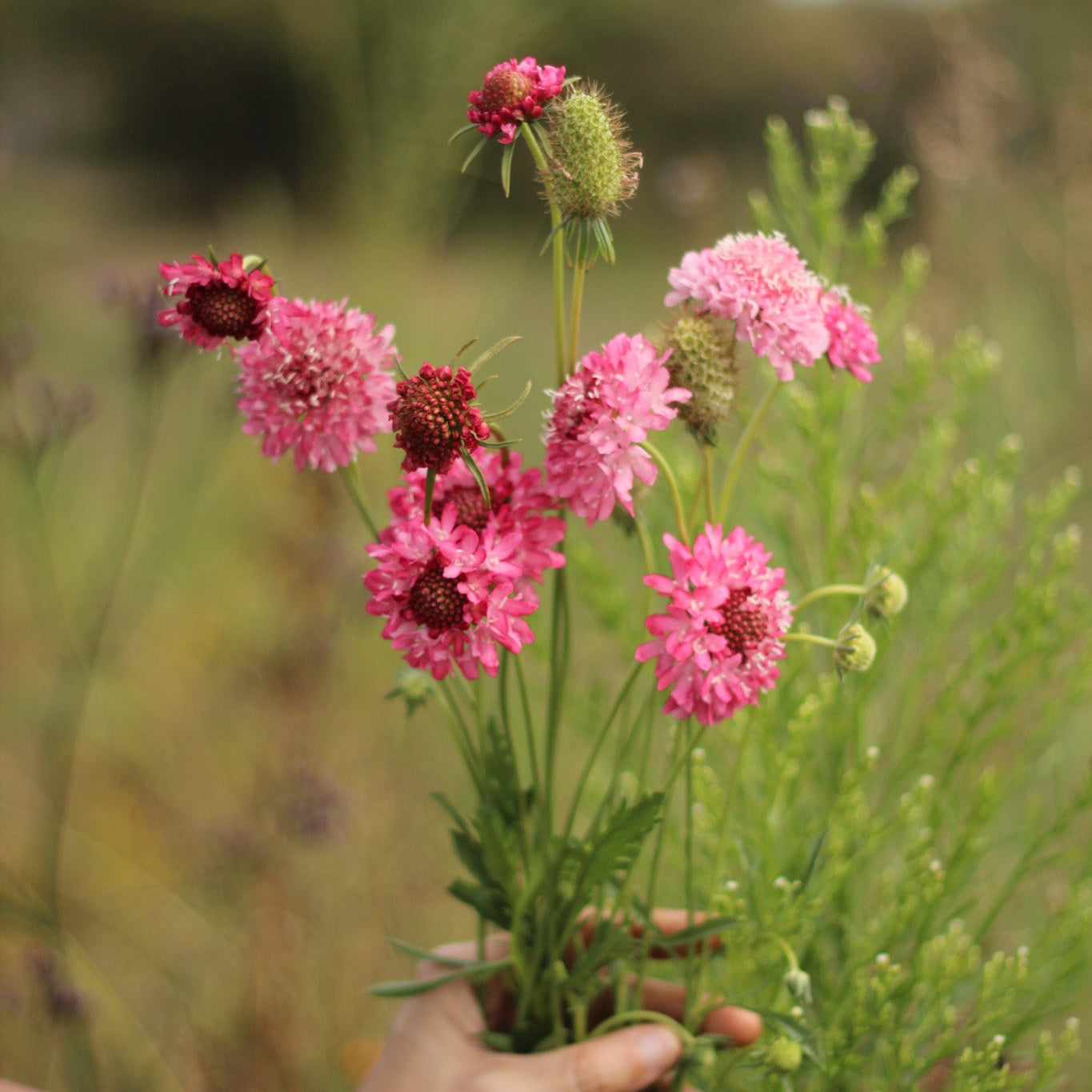 Scabiosa Qis Salmon Pink