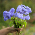 Ageratum Aloha Blue