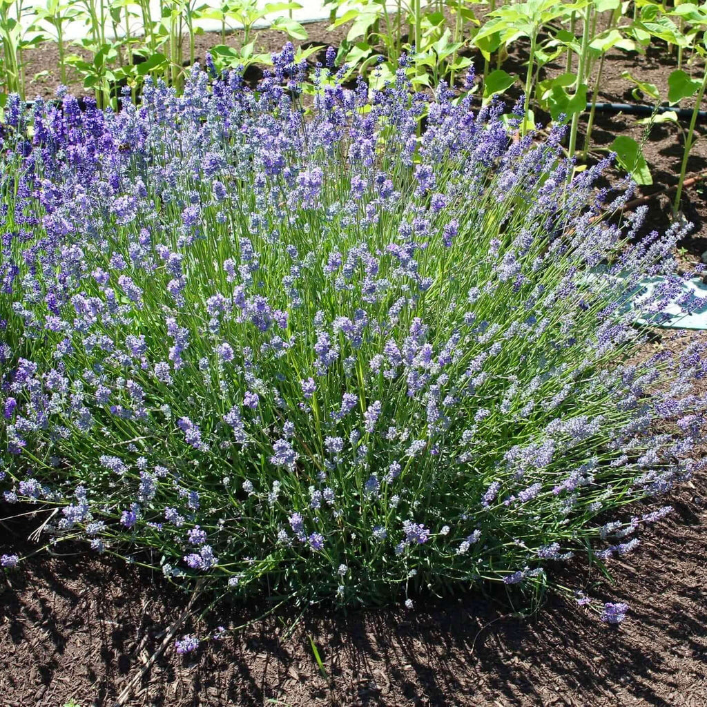 Lavanda Munstead