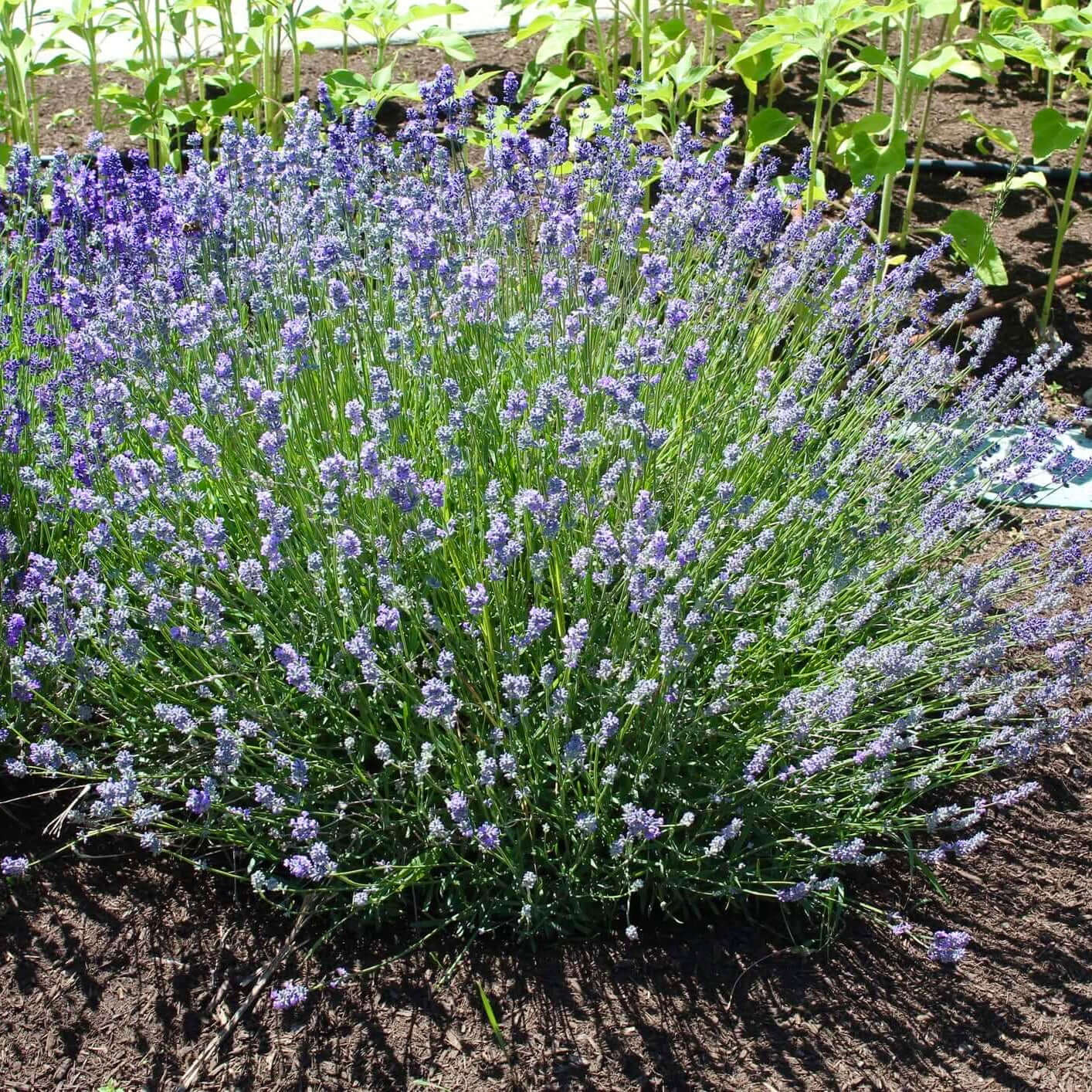 Lavanda Munstead