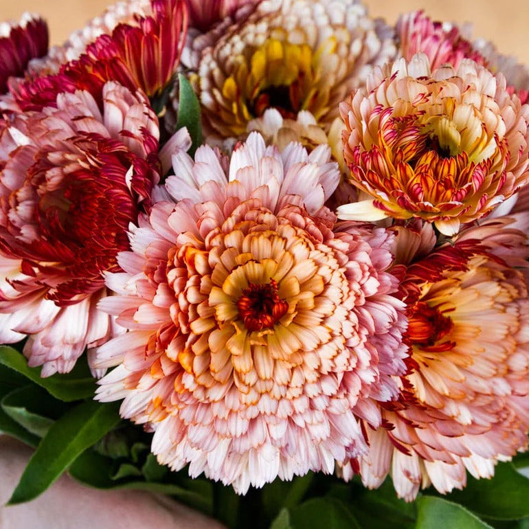 PACK 10 FLORES CICLO FRÍO + despacho gratis + 10 marcadores de plantas de regalo + instrucciones de siembra