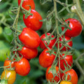 Tomate Roma