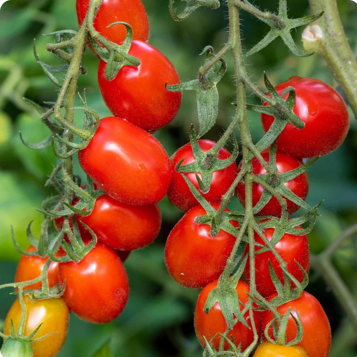 Tomate Roma
