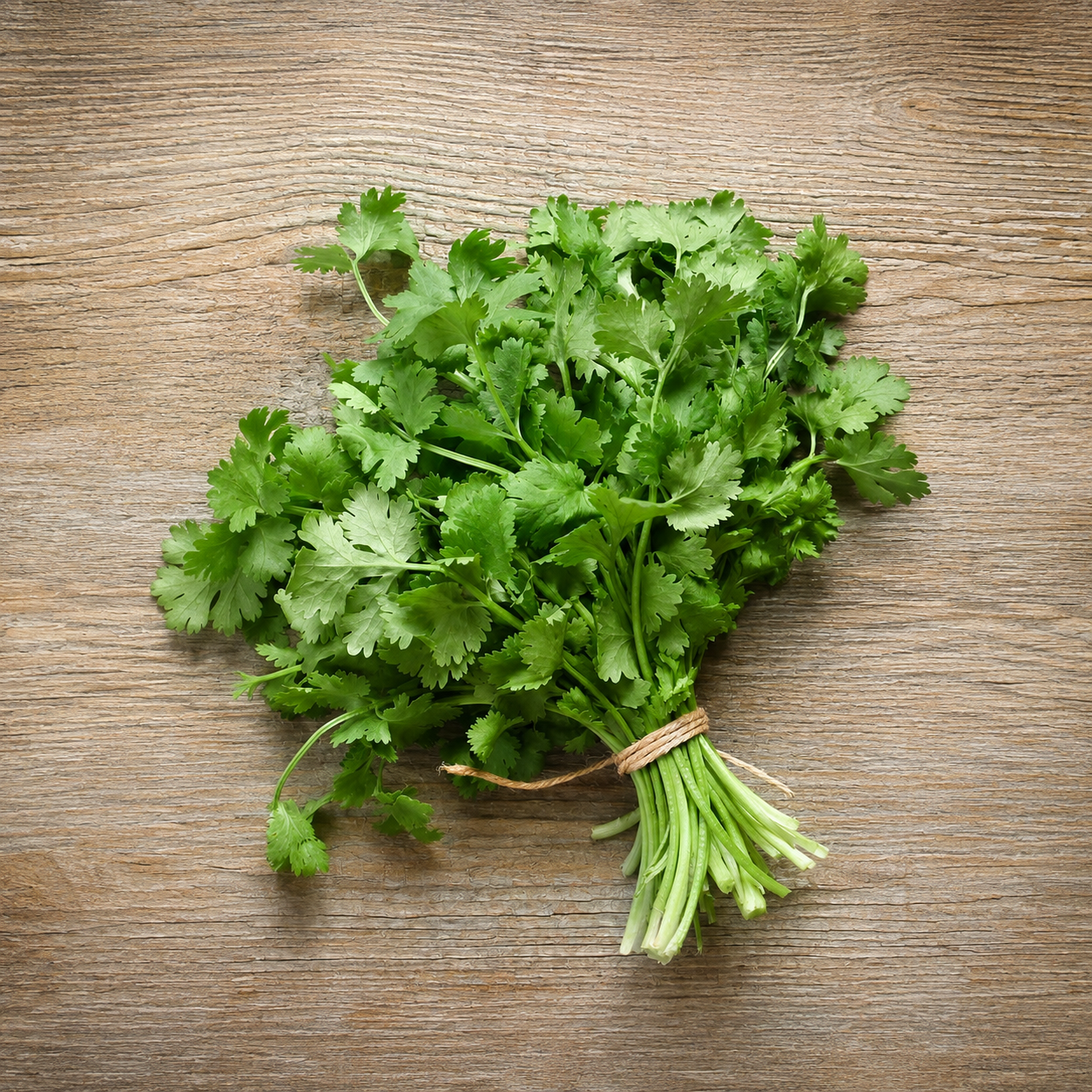 Cilantro