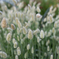 Cola de conejo