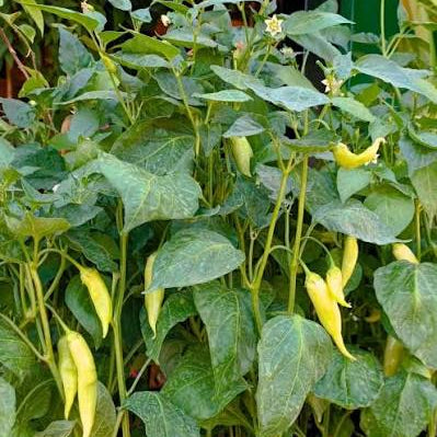 PACK HUERTA TOMATES DE VERANO + despacho gratis + corredor biológico de REGALO + instrucciones de siembra
