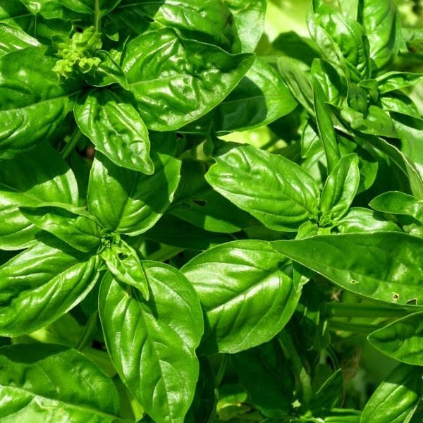 PACK HUERTA TOMATES DE VERANO + despacho gratis + corredor biológico de REGALO + instrucciones de siembra