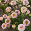 Aster Matsumoto Apricot