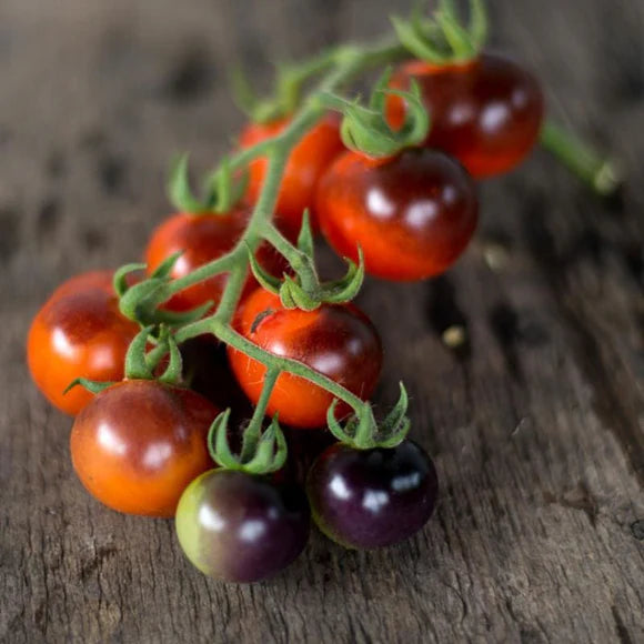 Tomate Arándano