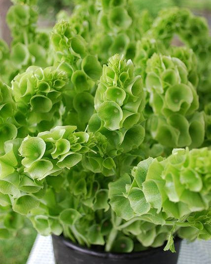 PACK 10 FLORES CICLO FRÍO + despacho gratis + 10 marcadores de plantas de regalo + instrucciones de siembra