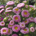 Aster Marsumoto Pink