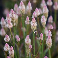 Celosia Flamingo Feather