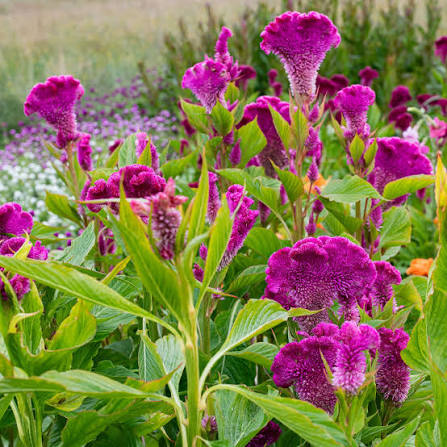 Celosia Cramer's Pink