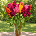 Celosia Sunday Mix
