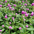 Gomphrena Audray Rose