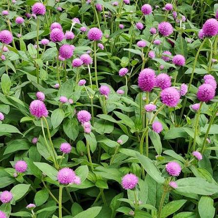 Gomphrena Audray Rose