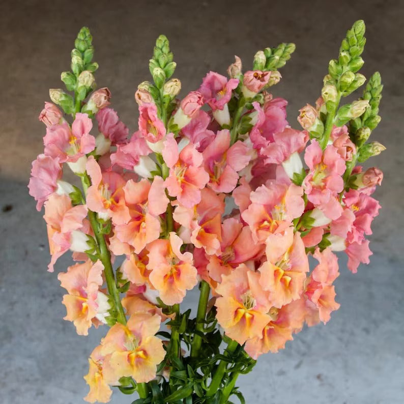 Snapdragon Chantilly Light Salmon (F2)