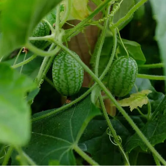 Cucamelon