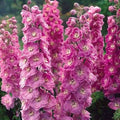 Delphinium Pacific Giant Astolat