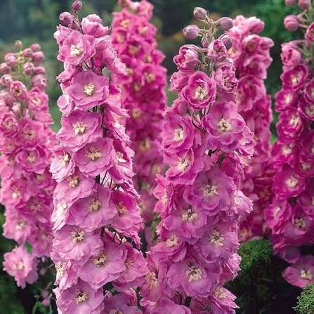 Delphinium Pacific Giant Astolat