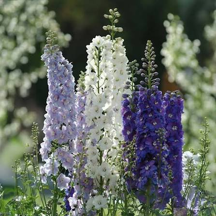 Delphinium Magic Fountain Mix