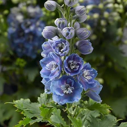 Delphinium Delphina Blue Light White Bee