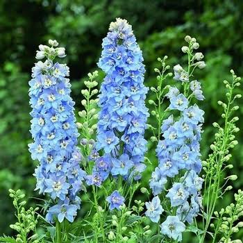 Delphinium Delphina Blue Light White Bee