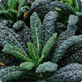 Kale Dinosaur