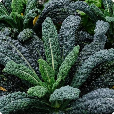 Kale Dinosaur
