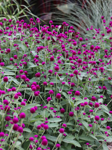 Gomphrena Audray Purple Red