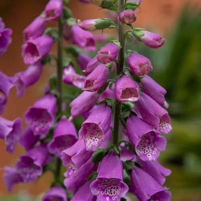 Digitalis Dalmatian Purple (F1)