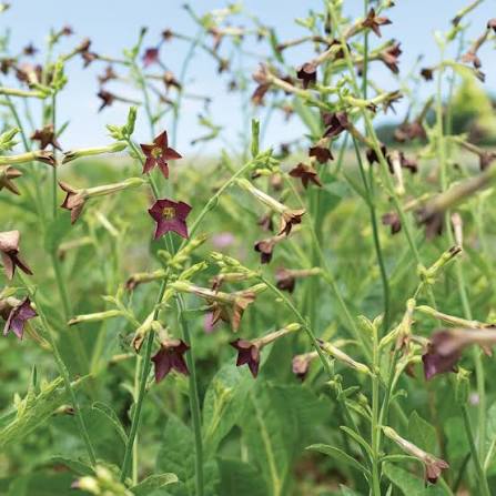 Nicotiana Bronze Queen