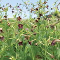 Nicotiana Bronze Queen