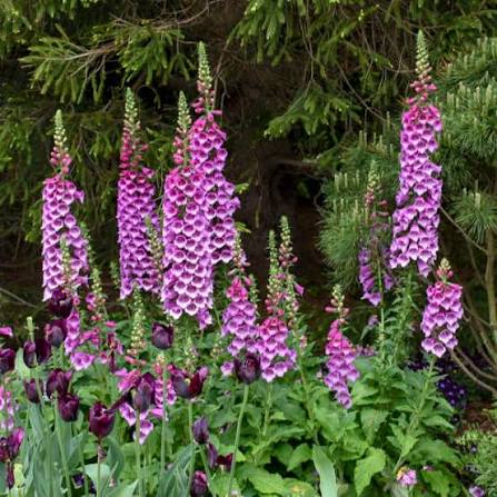 Digitalis Dalmatian Purple (F1)