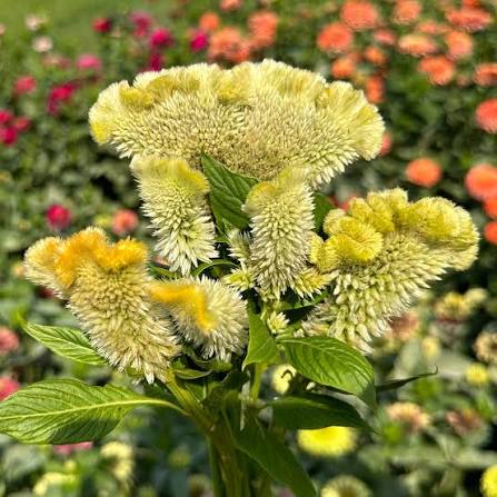 Celosia Cramer's lemon