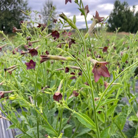 Nicotiana Bronze Queen