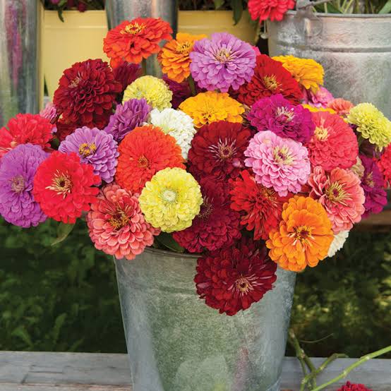 Zinnia Benary's Giant