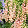 Digitalis Dalmatian Peach (F1)