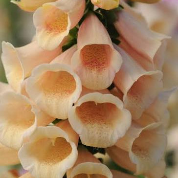 Digitalis Dalmatian Peach (F1)