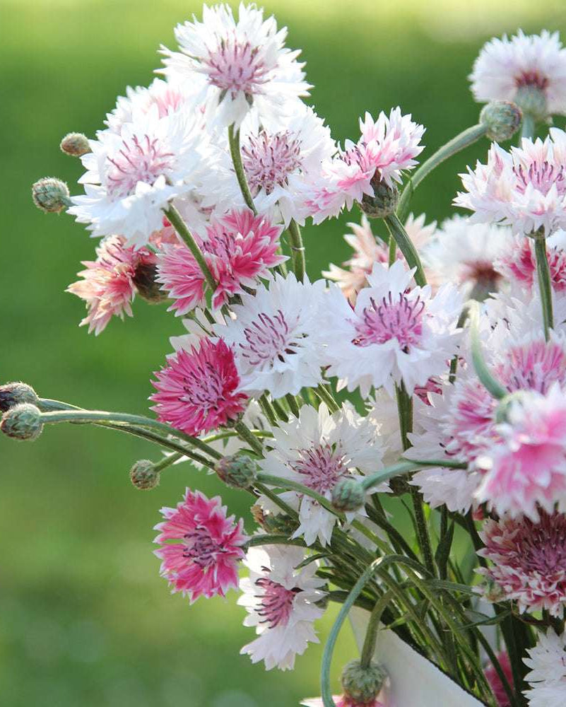 PACK 10 FLORES CICLO FRÍO + despacho gratis + 10 marcadores de plantas de regalo + instrucciones de siembra
