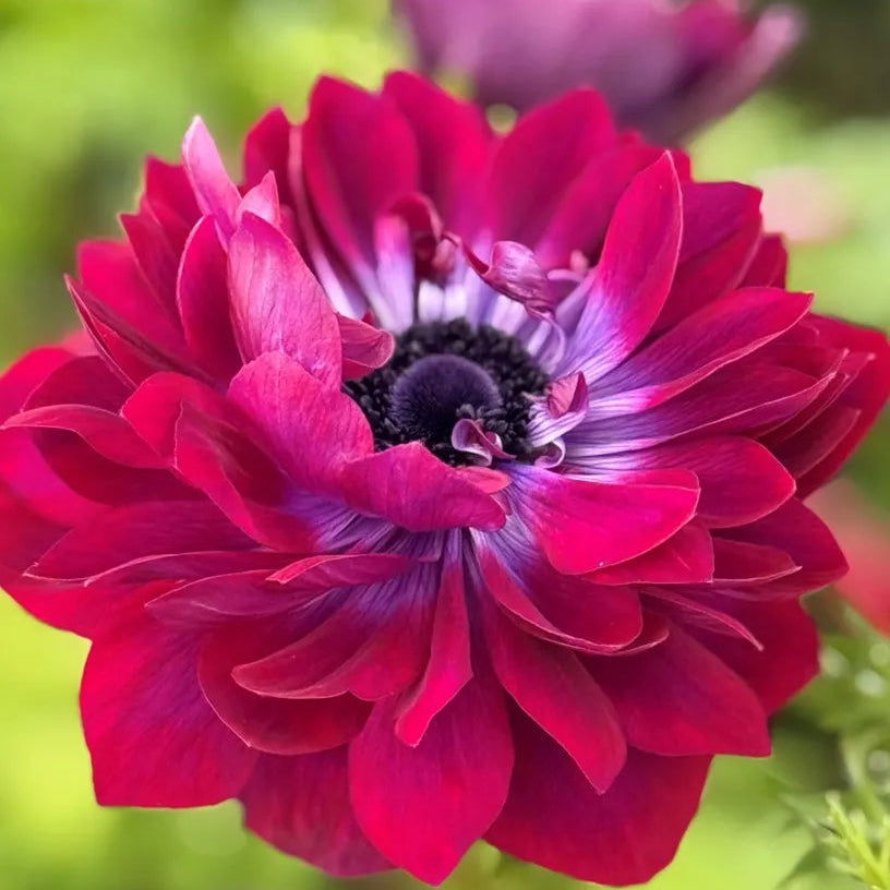 3 bulbos anemonas Levante Vinato